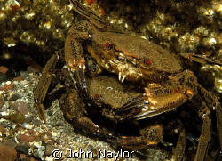 Velvet swimming crabs mating. St. Abbs. Scotland.Nikon D2... by John Naylor 